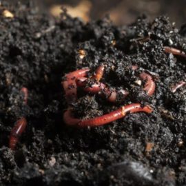 nuespora vermicompost